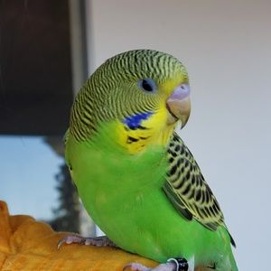 Meet your Posher, Mashal